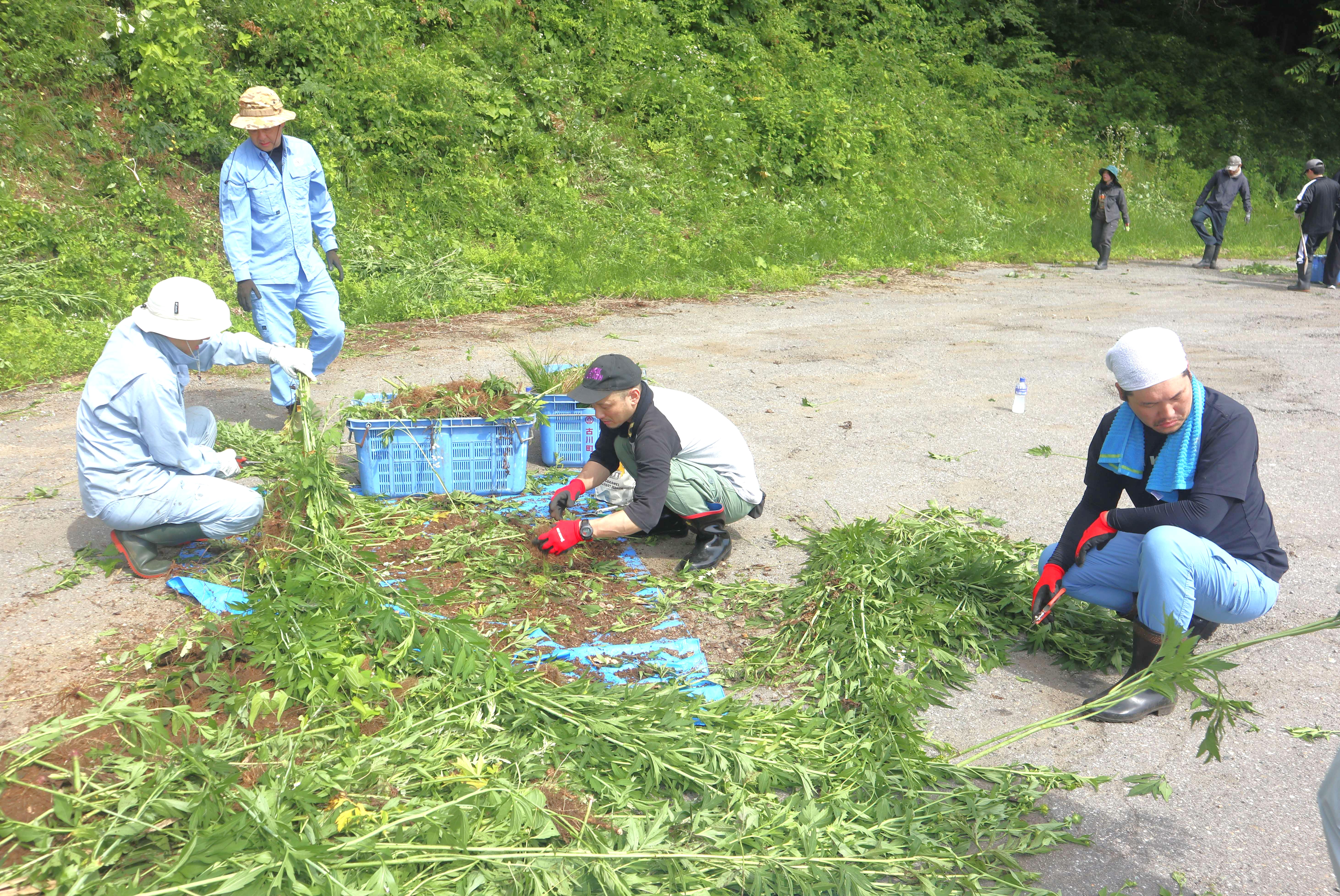 連合岐阜・飛騨地協が外来種オオハンゴンソウの防除作業を実施しました