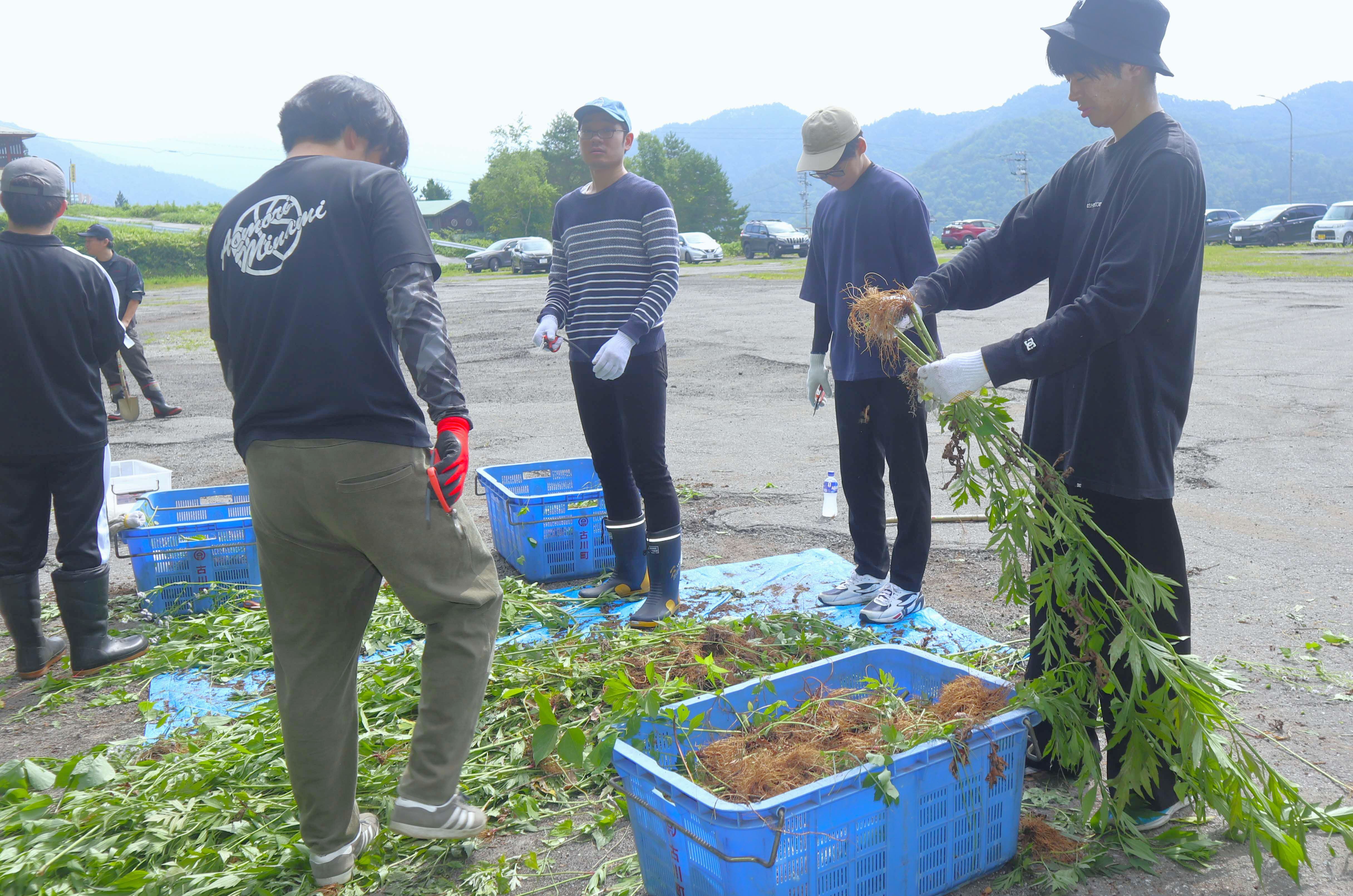 連合岐阜・飛騨地協が外来種オオハンゴンソウの防除作業を実施しました