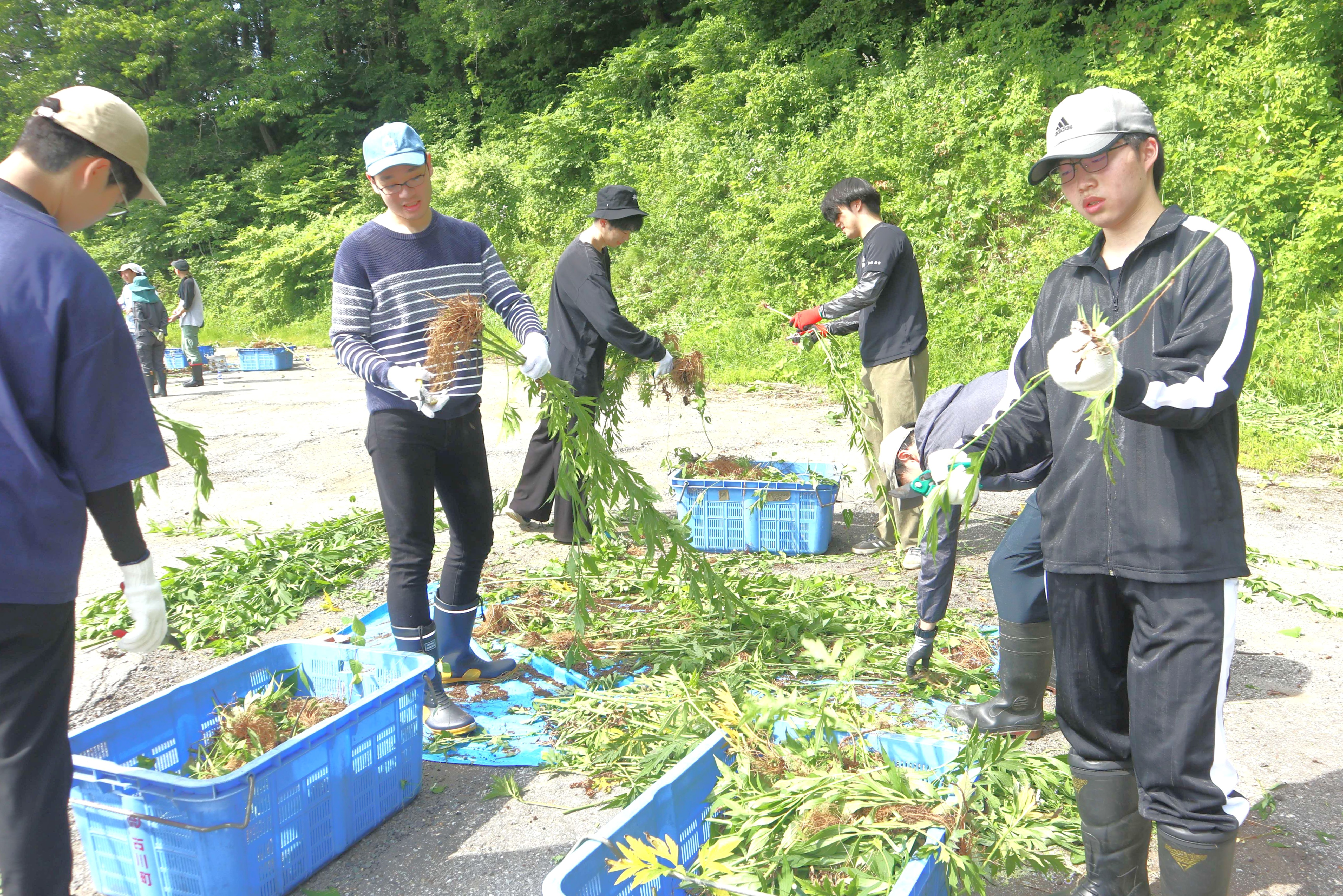 連合岐阜・飛騨地協が外来種オオハンゴンソウの防除作業を実施しました