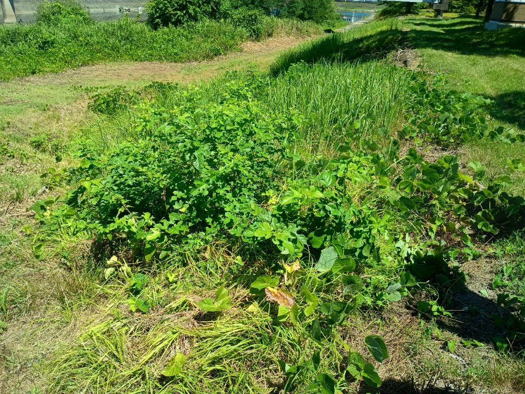 人手不足の時代をふまえた雑草対策について検討しました