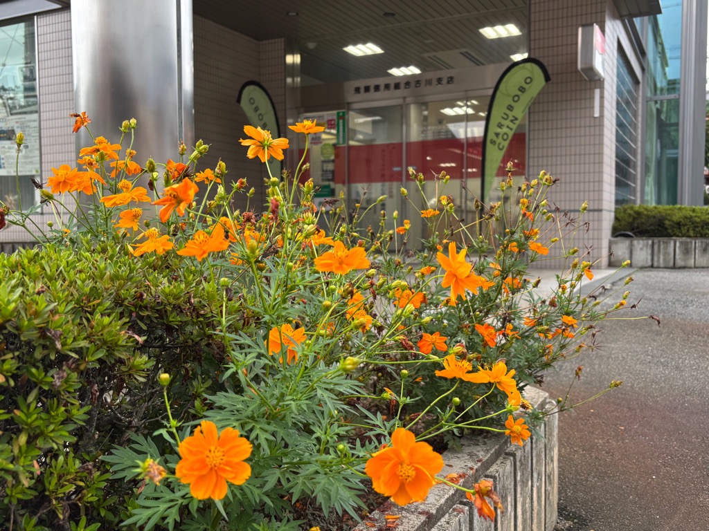 飛騨信用組合古川支店の写真