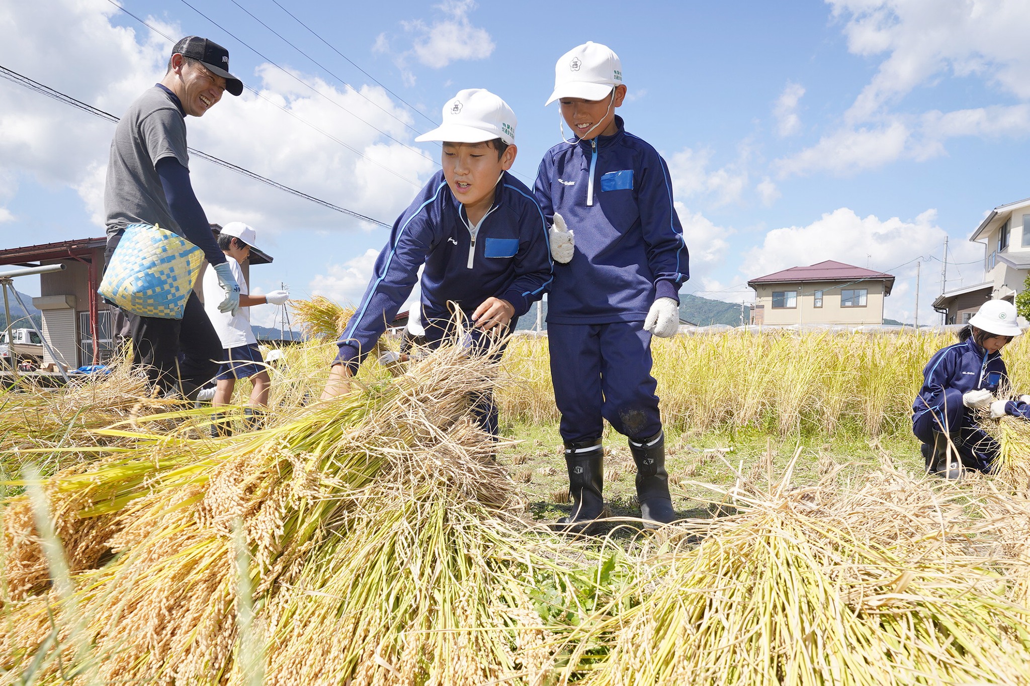 古川西小学校の5年生が稲刈り体験をしました