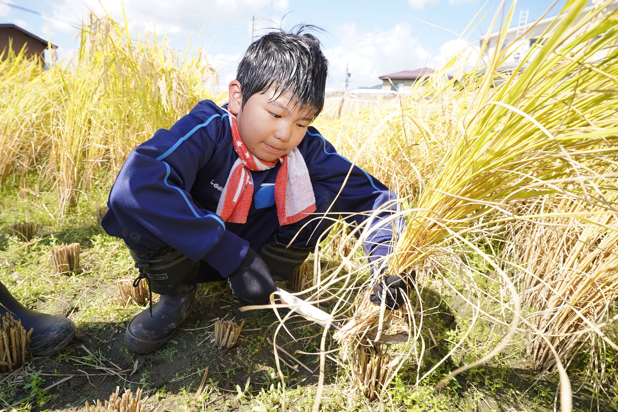 古川西小学校の5年生が稲刈り体験をしました