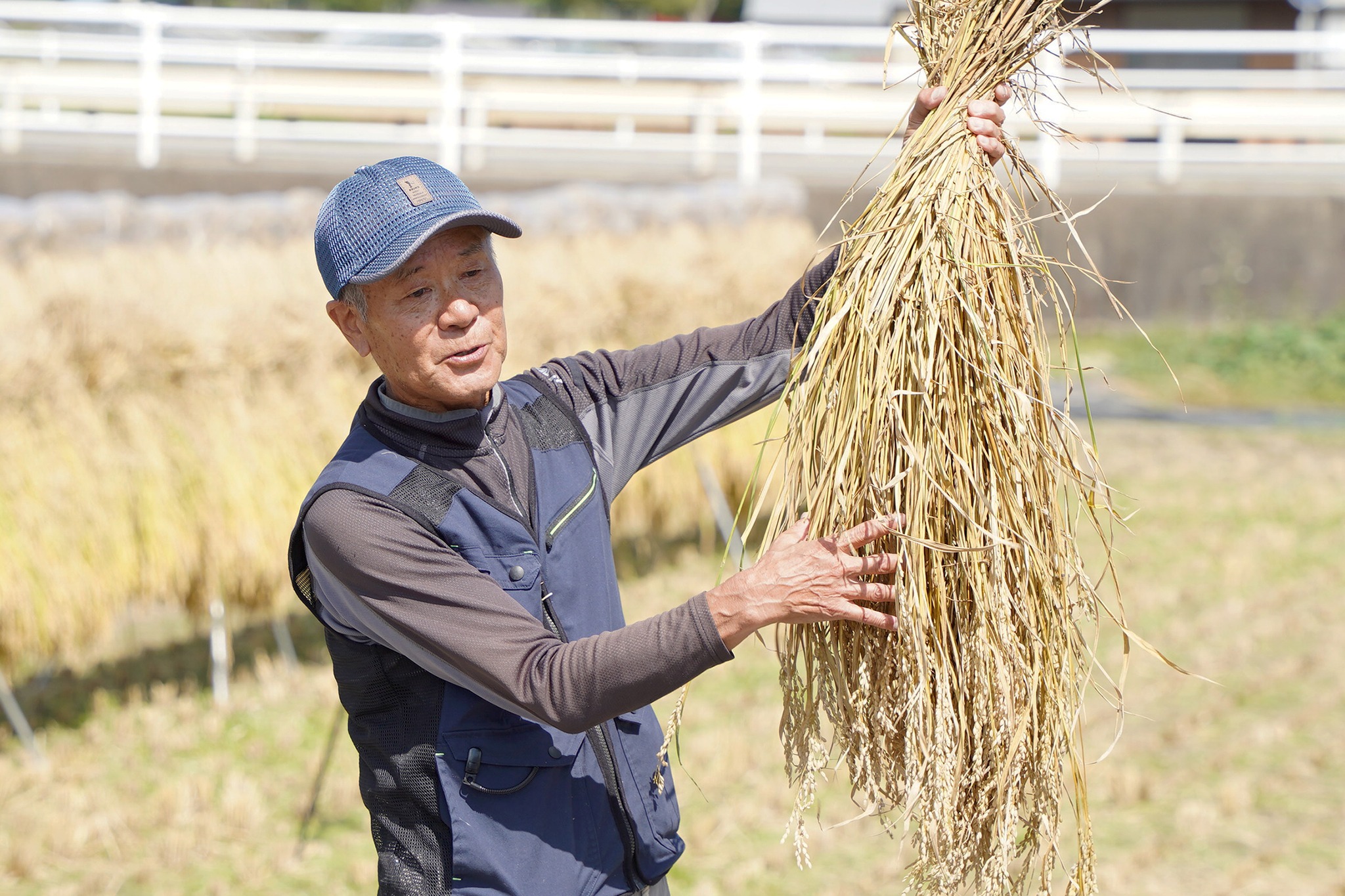 古川西小学校の5年生が稲刈り体験をしました