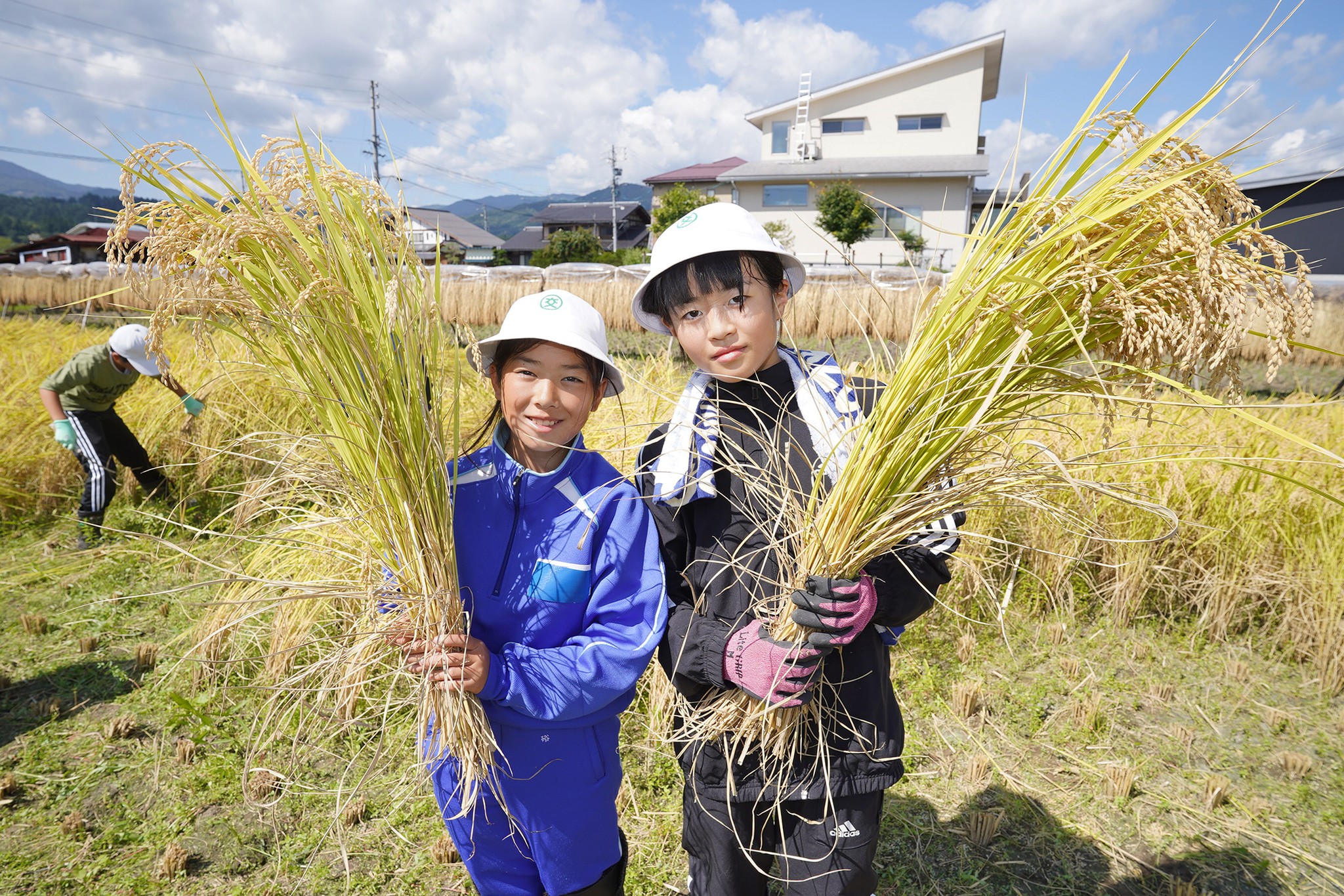 古川西小学校の5年生が稲刈り体験をしました