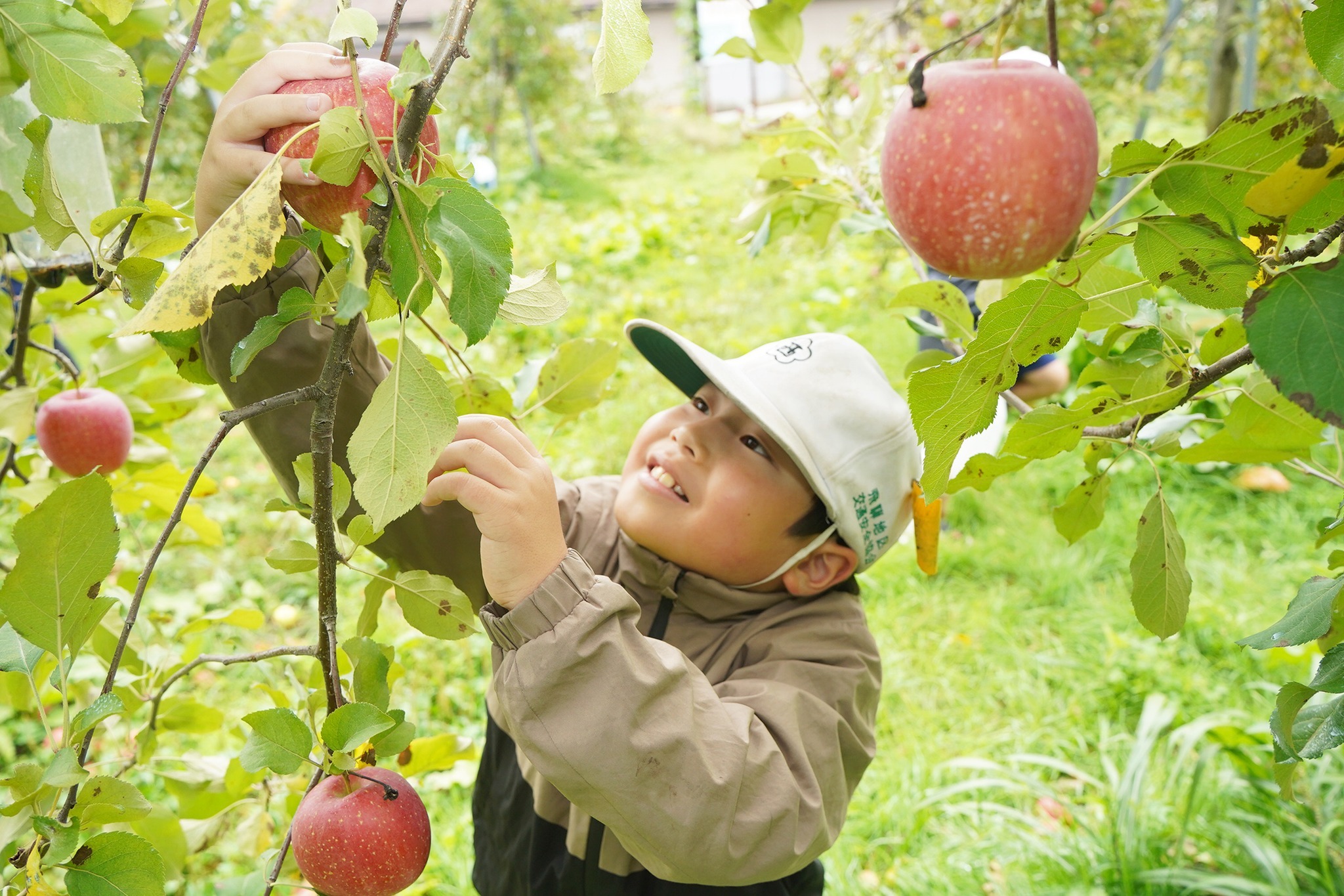 古川西小3年生がリンゴの収穫体験をしました