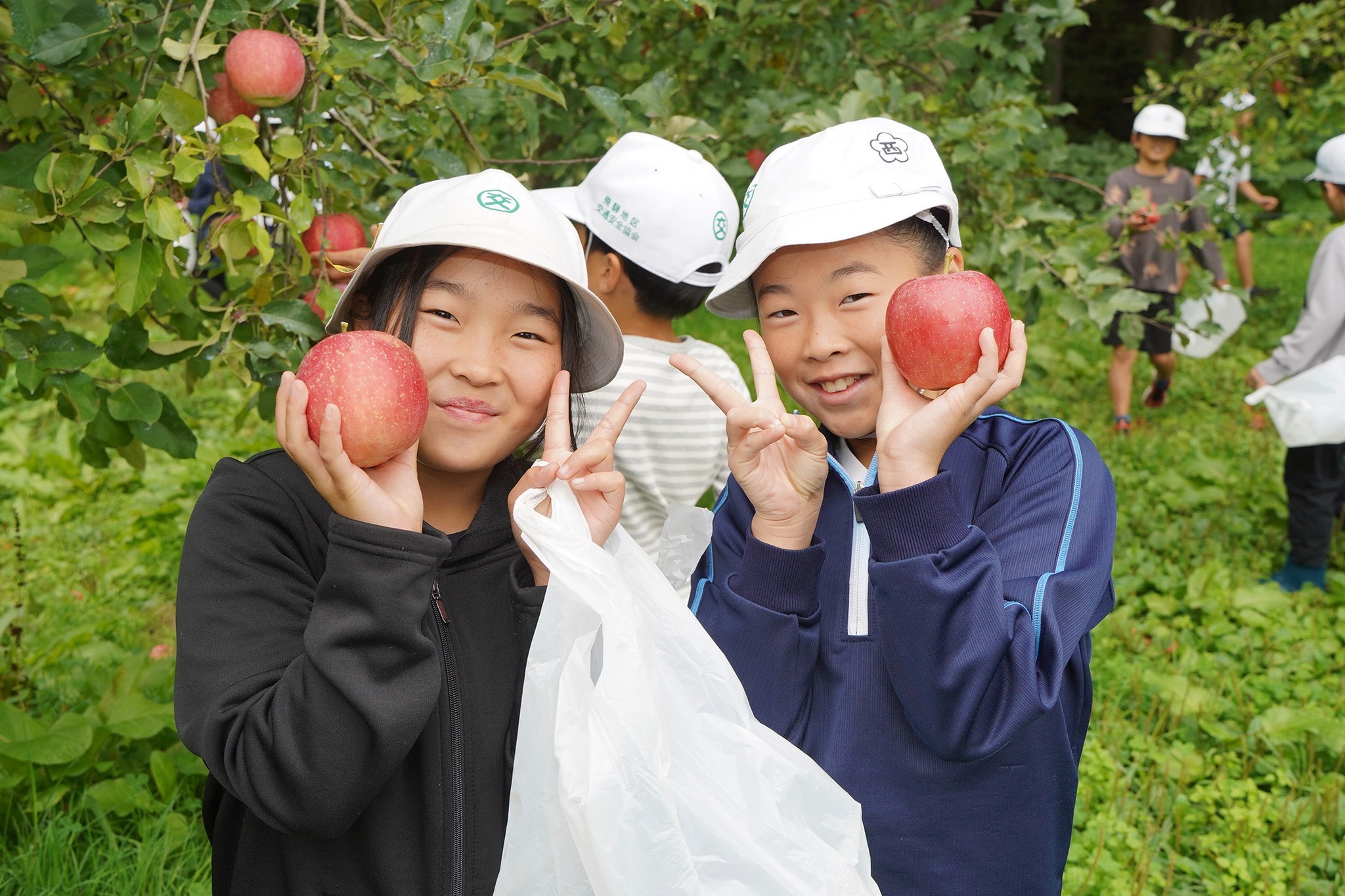 古川西小3年生がリンゴの収穫体験をしました