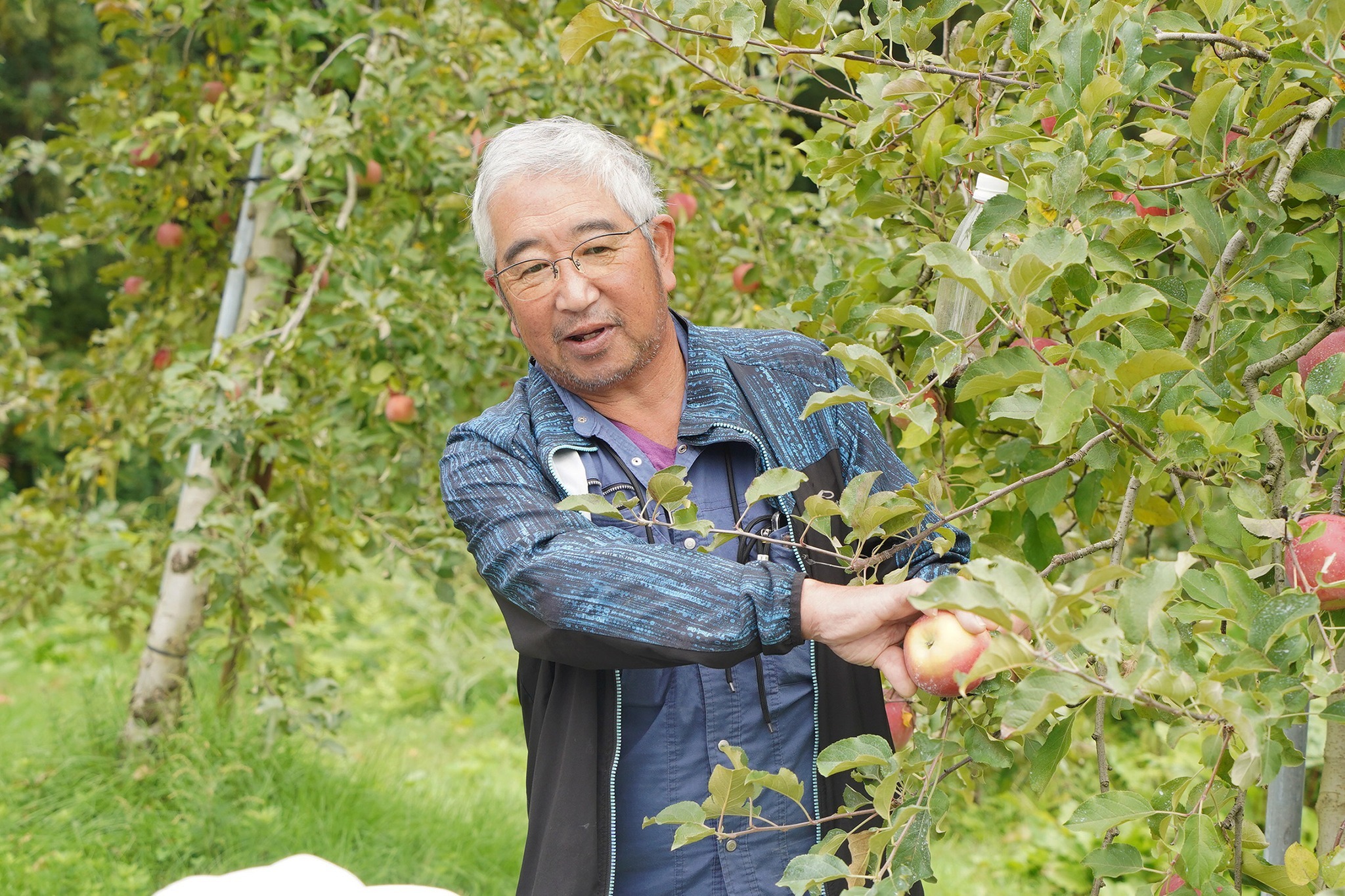 古川西小3年生がリンゴの収穫体験をしました