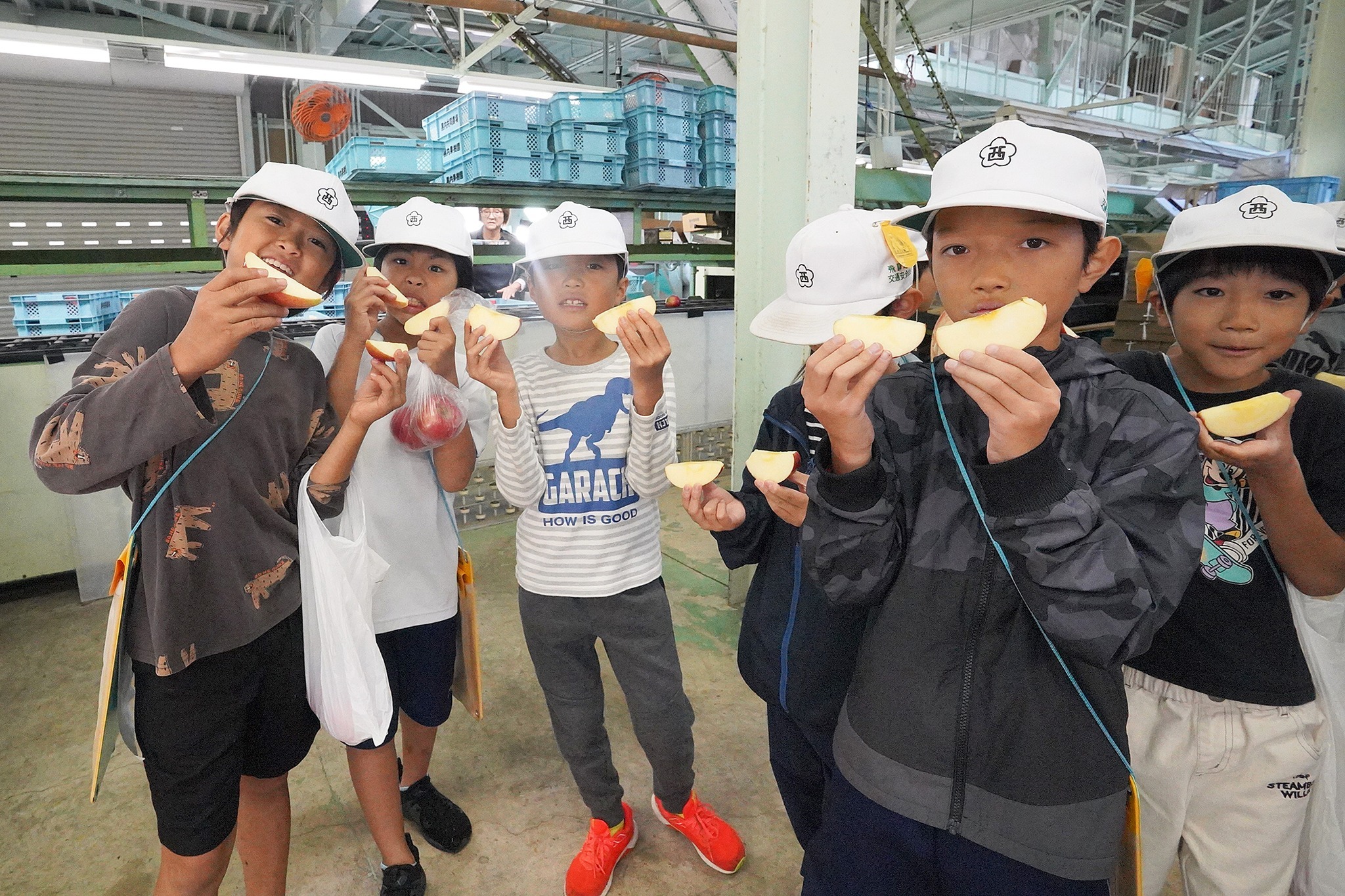 古川西小3年生がリンゴの収穫体験をしました