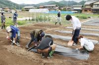 苗の移植作業の様子(1)