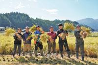 薫米収穫の様子