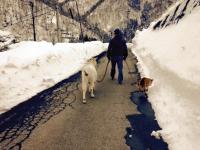 愛犬のつくしちゃん、ヤギのユキオくんとお散歩する松永さん