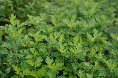 メイングラフィック4