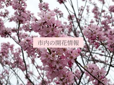 桜の開花情報
