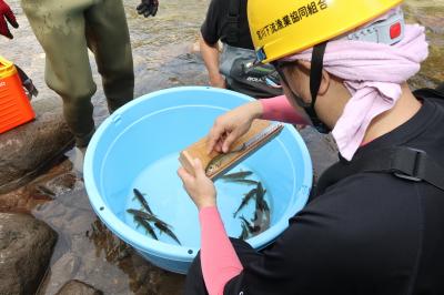 宮川下流漁協が魚類生息状況など「河川環境調査」を実施