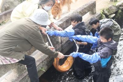 ボランティアの皆さんが鯉の引っ越し作業に汗を流しました