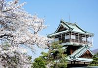 An image of Kamioka Castle taken during the cherry blossom season